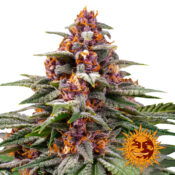 Barney's Farm Runtz Auto autoflowering cannabis seeds (3 seeds pack)